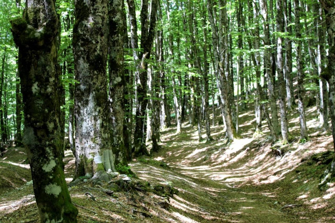Casetta Nel Borgo Olevano Romano Bagian luar foto